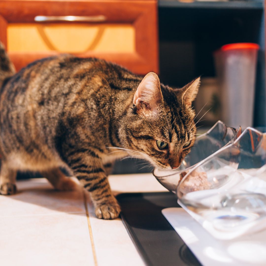 PurrfectEase OrthoFeeder - ELISERIE