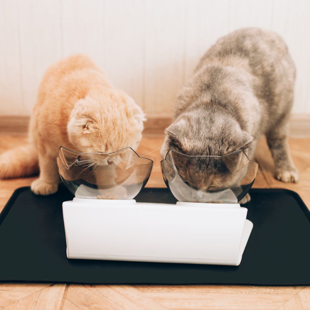 PurrfectEase OrthoFeeder - ELISERIE
